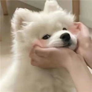 托福能力预备二级在读学员家长